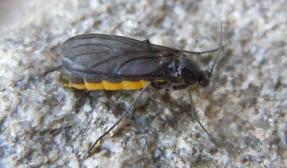 Corpo giallo e nero dalla Spagna: Sciaridae: Sciara sp.